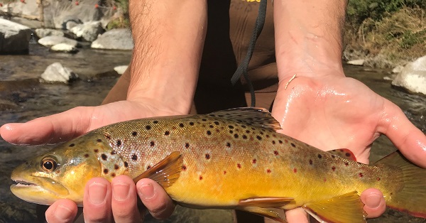 Person holding yellow and brown fish with black spots out of the water.